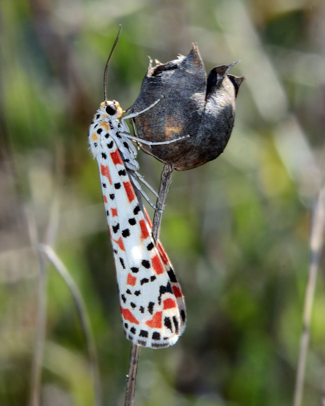 Utetheisa pulchella - Erebidae Arctiinae